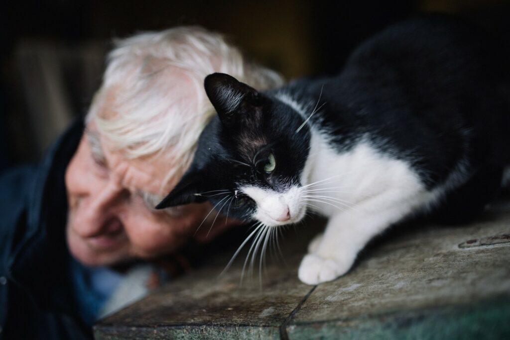 Cat Breeds that are Perfect for Seniors