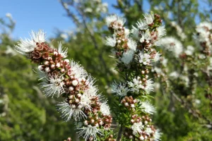 8 Medical Benefits of Kunzea You Don't Want to Miss!