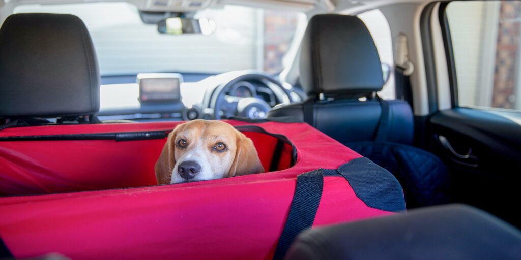 Traveling with Pets in Car: Safety Guide