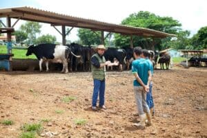 Preventing and Managing Common Cattle Diseases