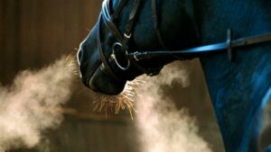 Best Respiratory Supplement for Horses