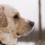 The Benefits of Seasonal Pet Diet Adjustments