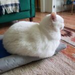 Best Cooling Mat for Cats