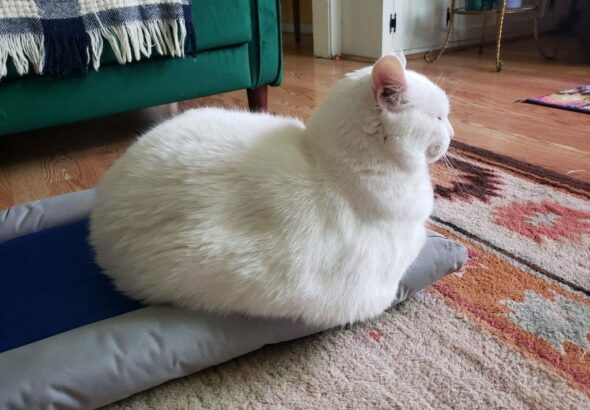 Best Cooling Mat for Cats