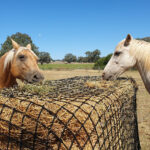 Best Hay bags for horses