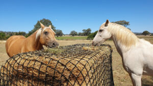 Best Hay bags for horses